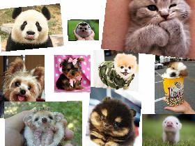 baby animals 1