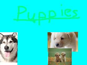 Puppies 1