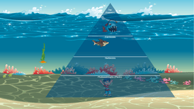 Ocean Ecological Pyramid