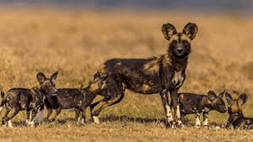 Wild dog