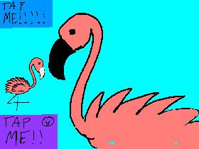 flamingo heven