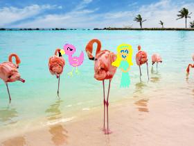 Flamingo Fun!