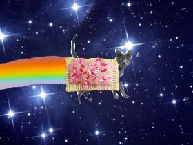 Real nyan cat 1