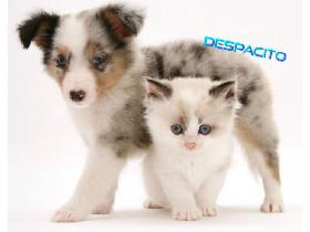 Despacito Cute! 1 1