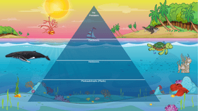 Ocean Ecological Pyramid