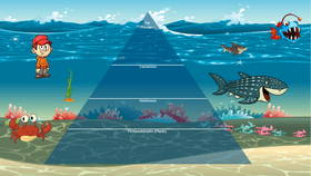 Ocean Ecological Pyramid