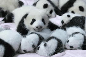 panda song