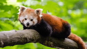 red panda music video