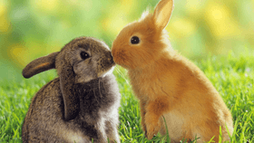 bunny love