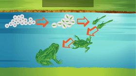 Life Cycle of a Frog-LCG