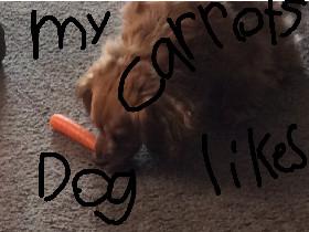 My Dog Eat’s Carret’s