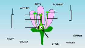 Plant Reproductive Parts