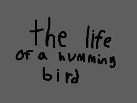 the life of a humming bird