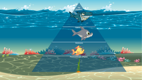 Ocean Ecological Pyramid