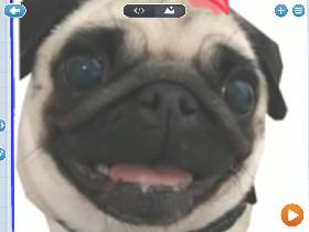 yay a pug