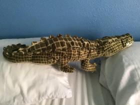 Croco