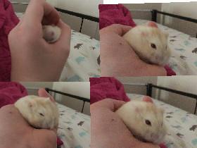 my hamster