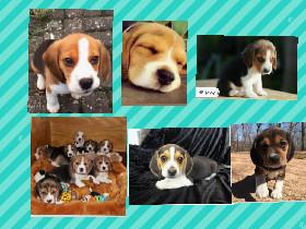 baby beagles🐶