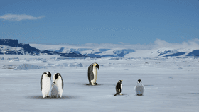 penguin habitat