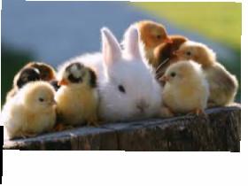 Baby chick images