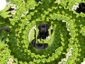 Black lab puppy spinner