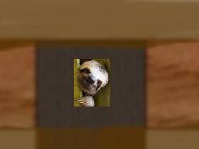 sloth