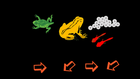 Life Cycle of a Frog