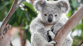 Pretty Koala