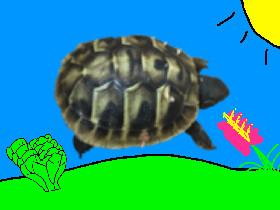 TURTLE SIMULATOR