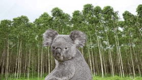 KOALA QUIZ!!!