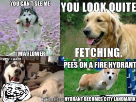 best dog memes!