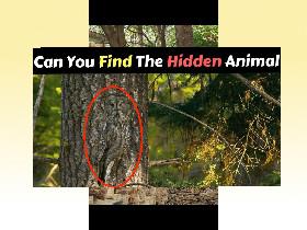 find the hidden animal