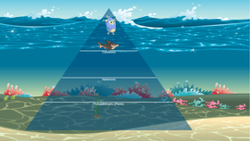 Ocean Ecological Pyramid