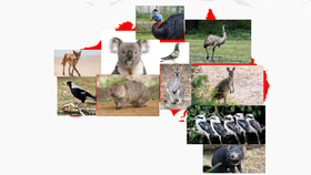 Australian Animals Reminder