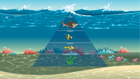 Ocean Ecological Pyramid