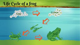 Life Cycle of a Frog