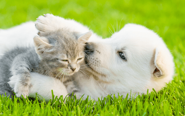  HOMELESS PUPS AND KITTIES