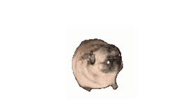 pug