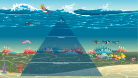 Ocean Ecological Pyramid