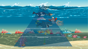 Ocean Ecological Pyramid