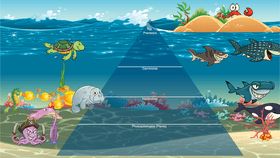 Ocean Ecological Pyramid