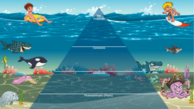 Ocean Ecological Pyramid