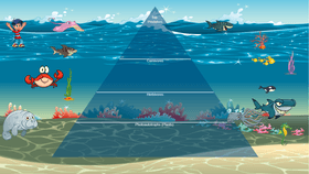 Ocean Ecological Pyramid