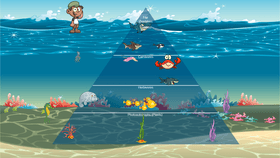 Ocean Ecological Pyramid