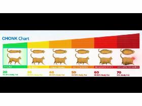 MEMES 18 - CHONK CHART