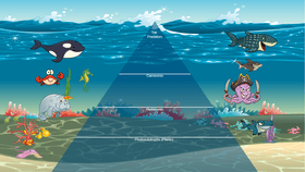 Ocean Ecological Pyramid