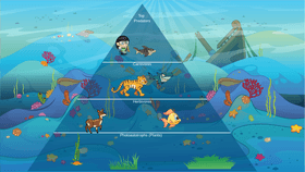 Ocean Ecological Pyramid