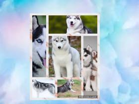  Huskies//By Claire 1