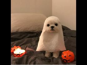 Halloween Edition cute animals