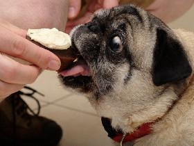 Pug and Oreo Clicker 2 1